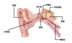 外耳道炎会造成哪些危害？