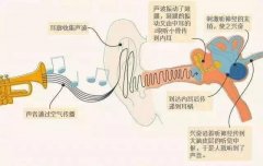 耳朵嗡嗡响？原来是耳咽管功能异常