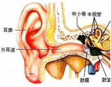 重庆耳鼻喉科医院_外耳道的分泌物帮你判断是哪种耳病