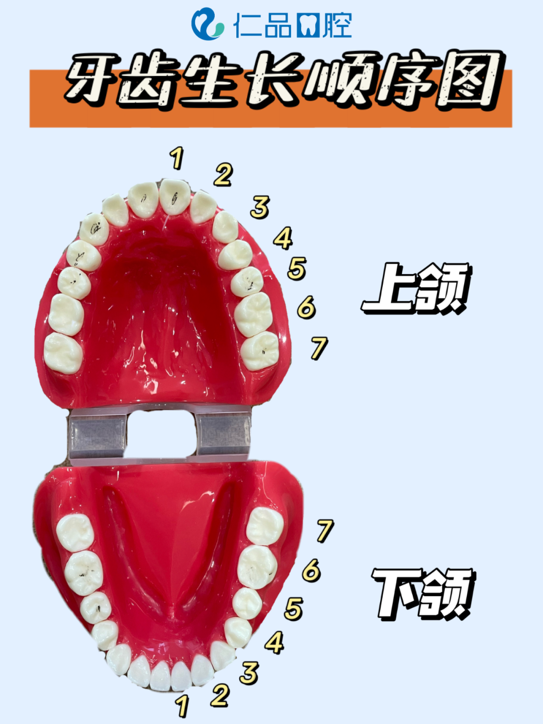 牙齿生长顺序图